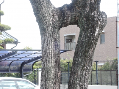DSCN5516.JPG