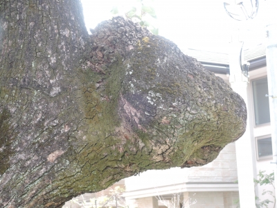 DSCN5521.JPG