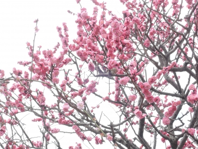 DSCN5545.JPG