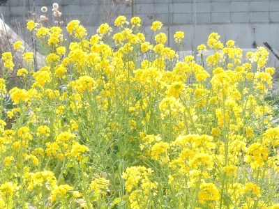 DSCN5574.JPG