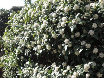 DSCN5575.JPG