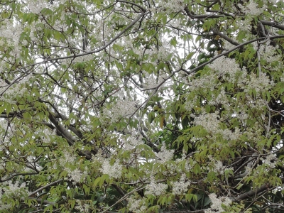 DSCN6035.JPG