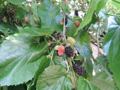 DSCN6226.JPG