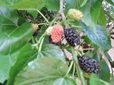 DSCN6228.JPG