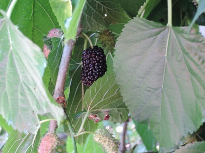 DSCN6231.JPG