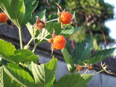 DSCN6234.JPG