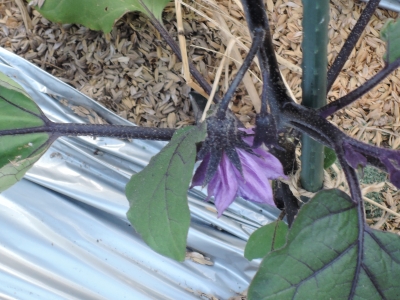 DSCN6251.JPG