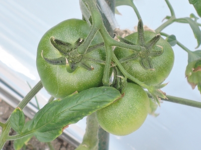 DSCN6253.JPG