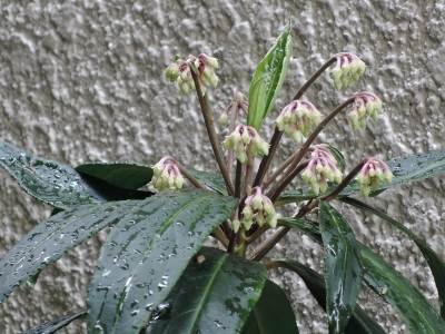 DSCN6396.JPG
