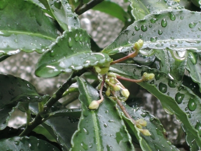 DSCN6399.JPG