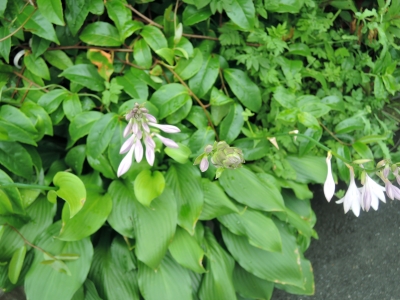 DSCN6474.JPG