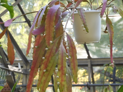 DSCN9465.JPG