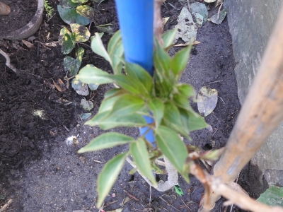 DSCN9818.JPG