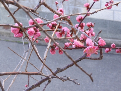 DSCN9820.JPG