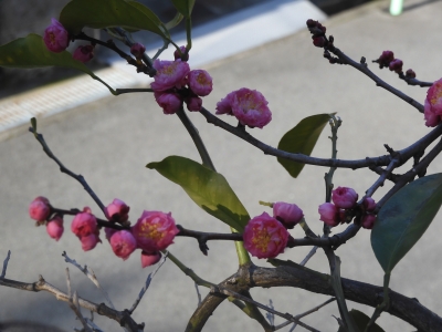 DSCN9821.JPG
