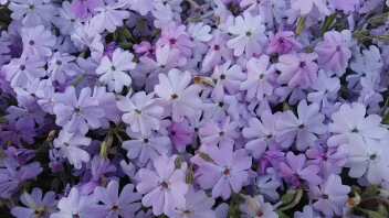 20180417_211426.jpg