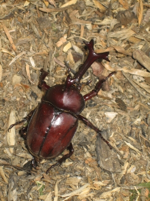 kbuto