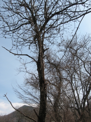 kiri1