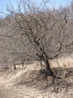 kuwa