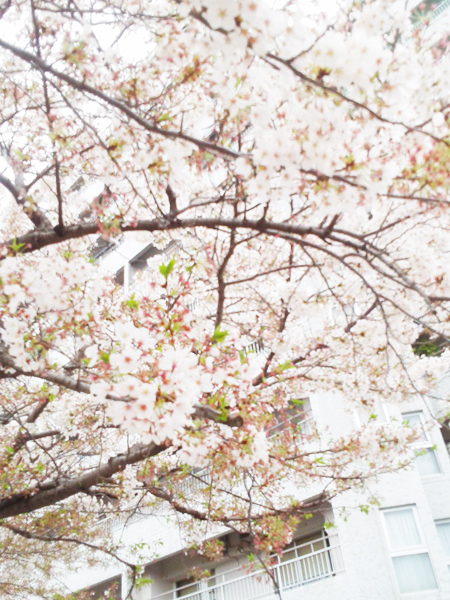 2015年桜