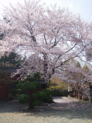 豪徳寺