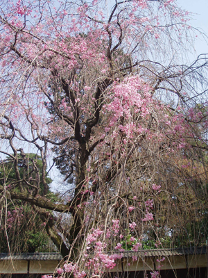 豪徳寺