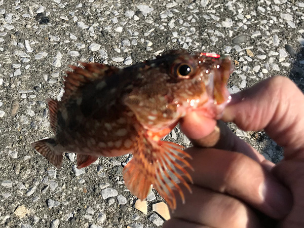 ガシラ