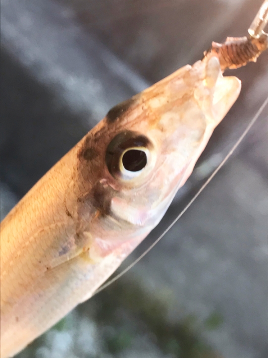 キス釣り