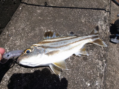 R0011447 のコピー.JPG