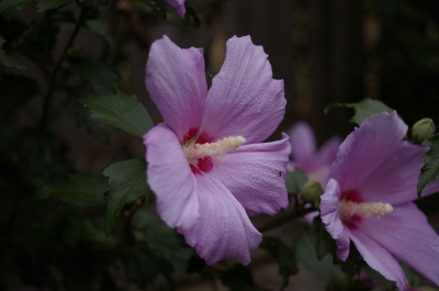K100D+SMCT f3.5/35mm(1)