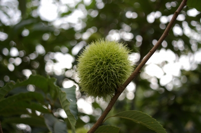 K100D+SMCT f3.5/35mm(2)