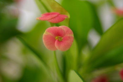 K100D+SMC-A 35-70mm/f4-22(1)