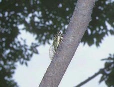 蝉