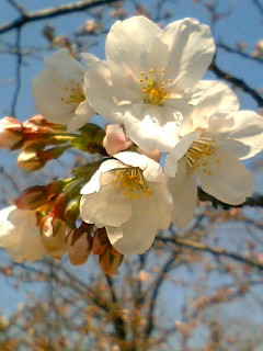 080325_1220~01.JPG