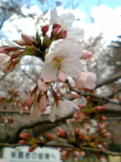 080328_1220~03.JPG