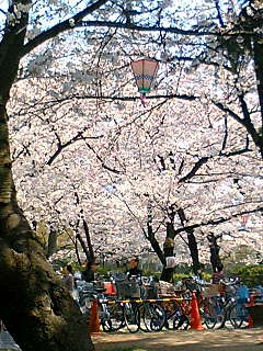 桜080402-1