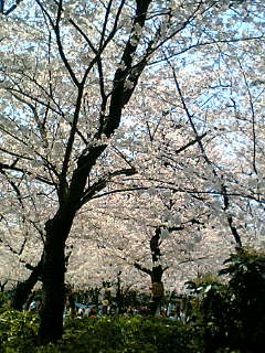桜080402-2