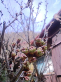 CA3G291400010001.jpg