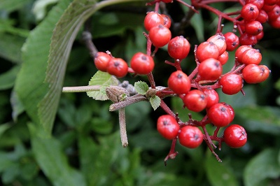 20120915022.jpg