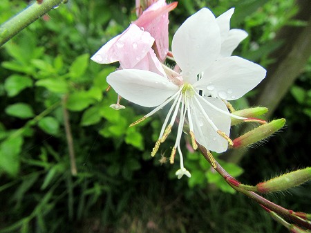 2013060612.jpg