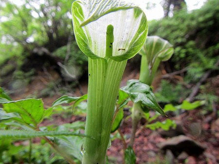 2013060640.jpg