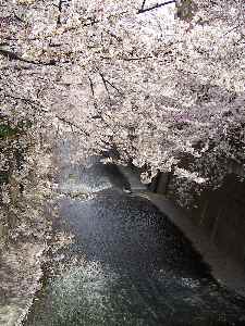 sakura
