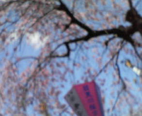 sakura