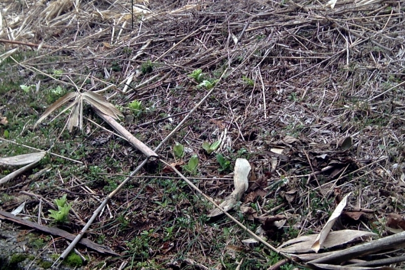 写真(2018-03-19 11.34).jpg