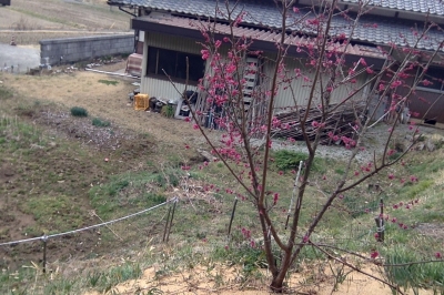 写真(2018-03-19 11.36).jpg