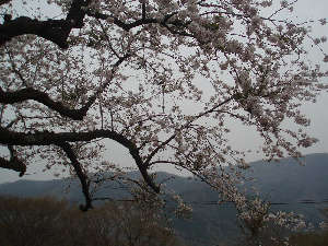桜(詠花)