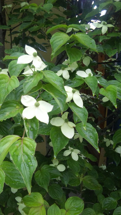 箱根で山法師の白い花が咲きはじめました 箱根 強羅温泉山田家旅館