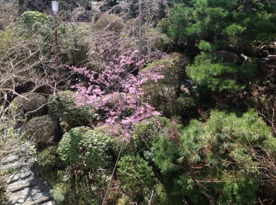 庭の河津桜2014_4_7.JPG