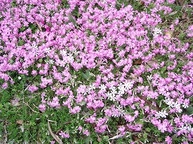 春の窯開き 花