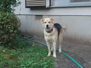 コロ